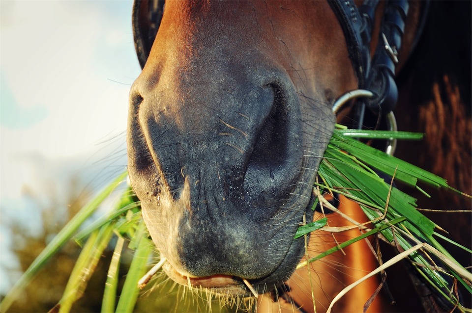 Free photo: Horse, Eating, Grass, Animal - Free Image on Pixabay ...