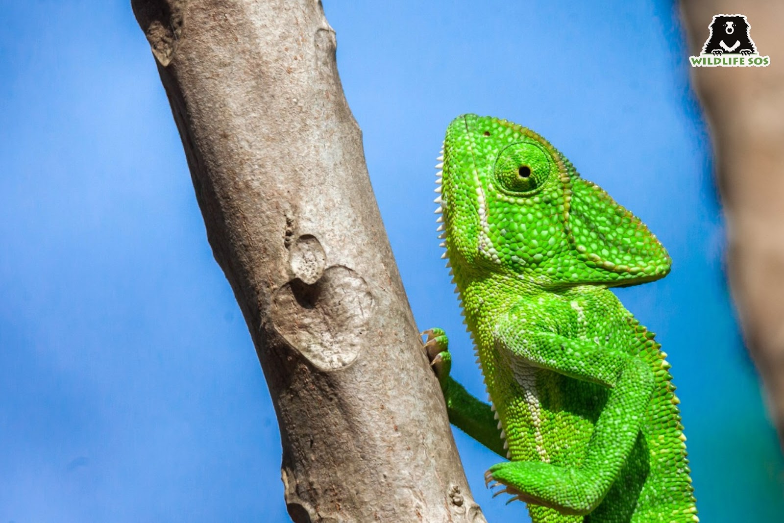 chameleon climbing a stalk