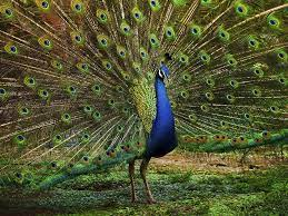 National Bird of India- Indian Peacock