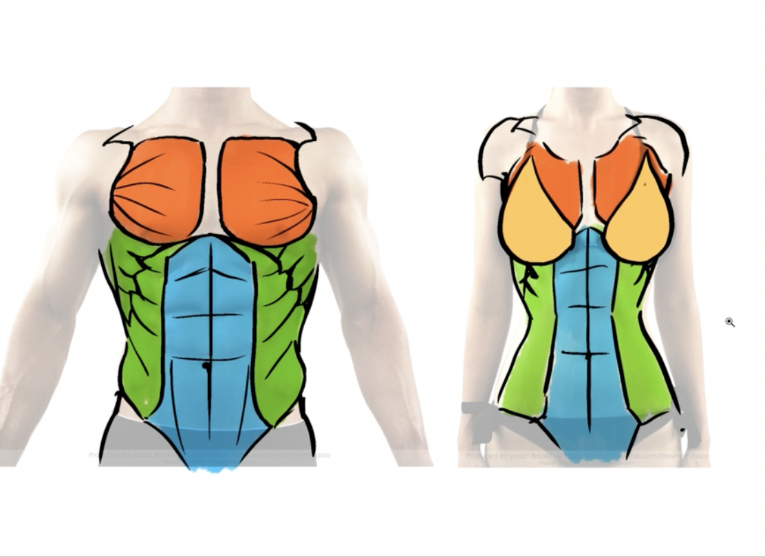 torso muscles