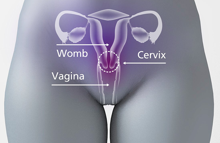 Cervix