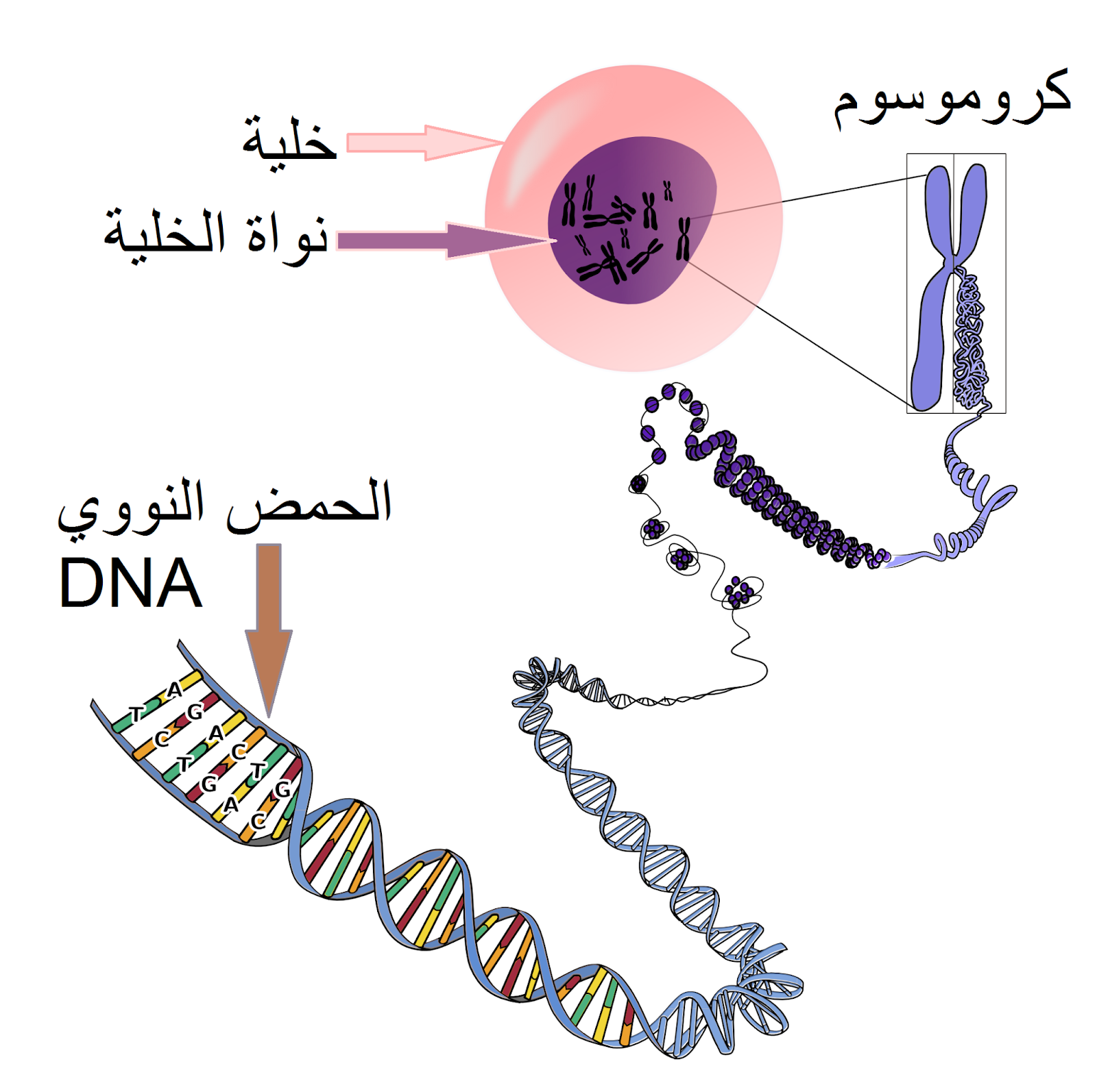 الحمض النووي للخلية الطبيعية