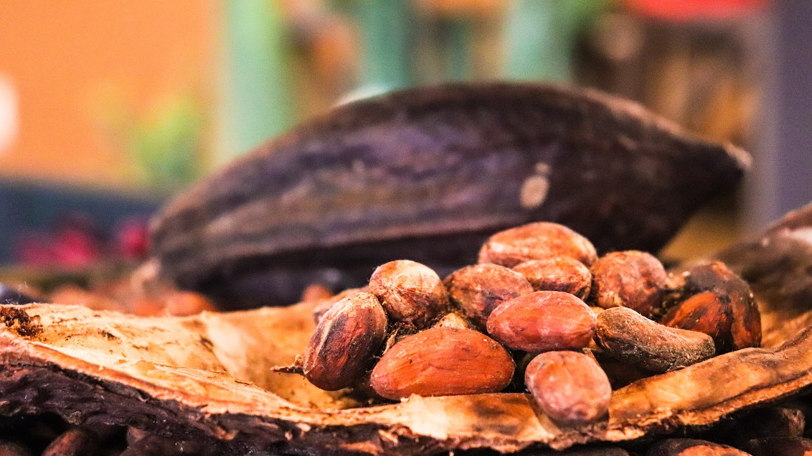Cocoa seeds, Costa Rica