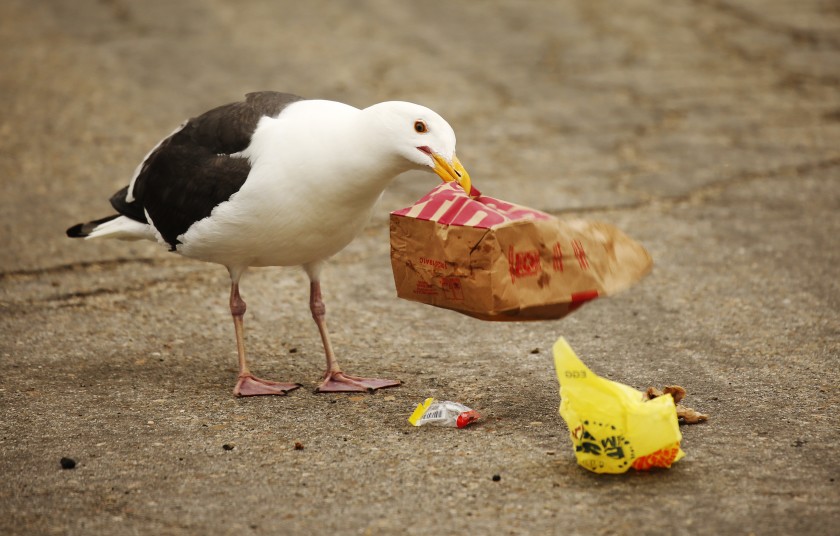Seagulls' love of In-N-Out may be changing the Channel Islands ...