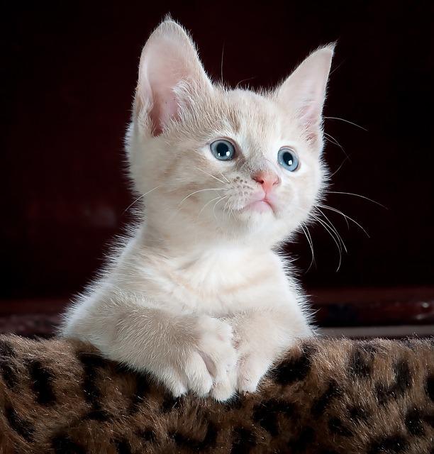 Free Cat Kitten photo and picture