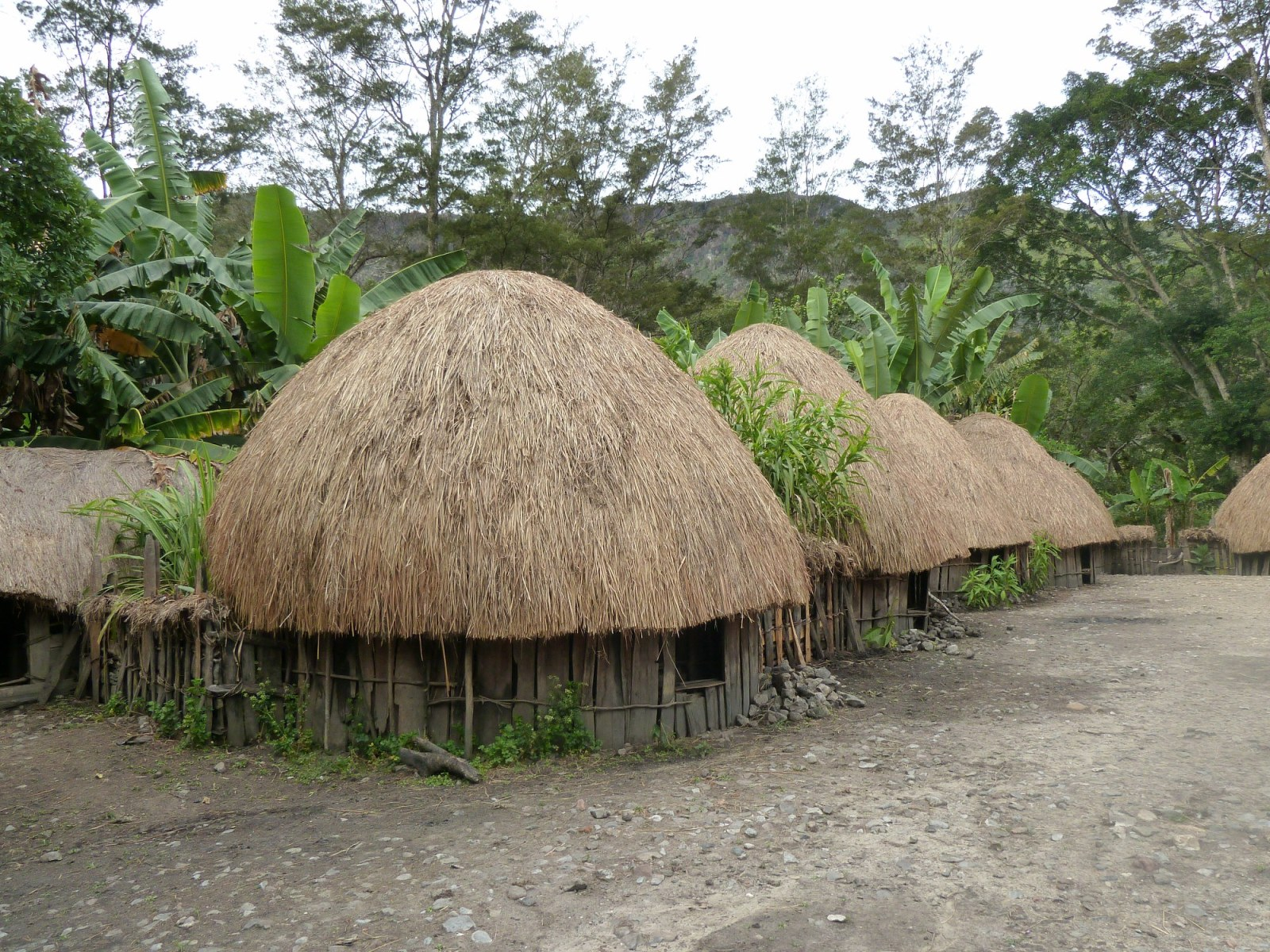 Rumah adat yang berasal dari papua adalah rumah