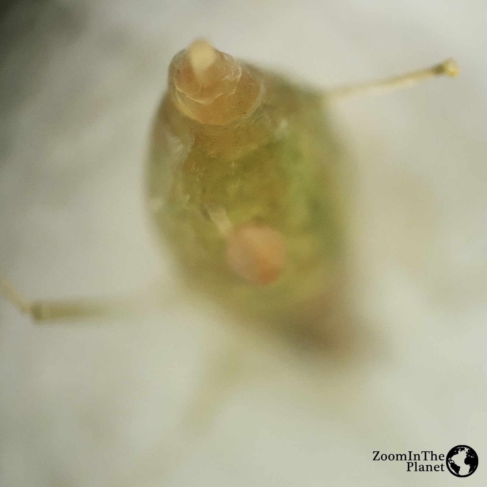 APHIDIDAE