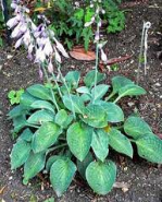 hosta