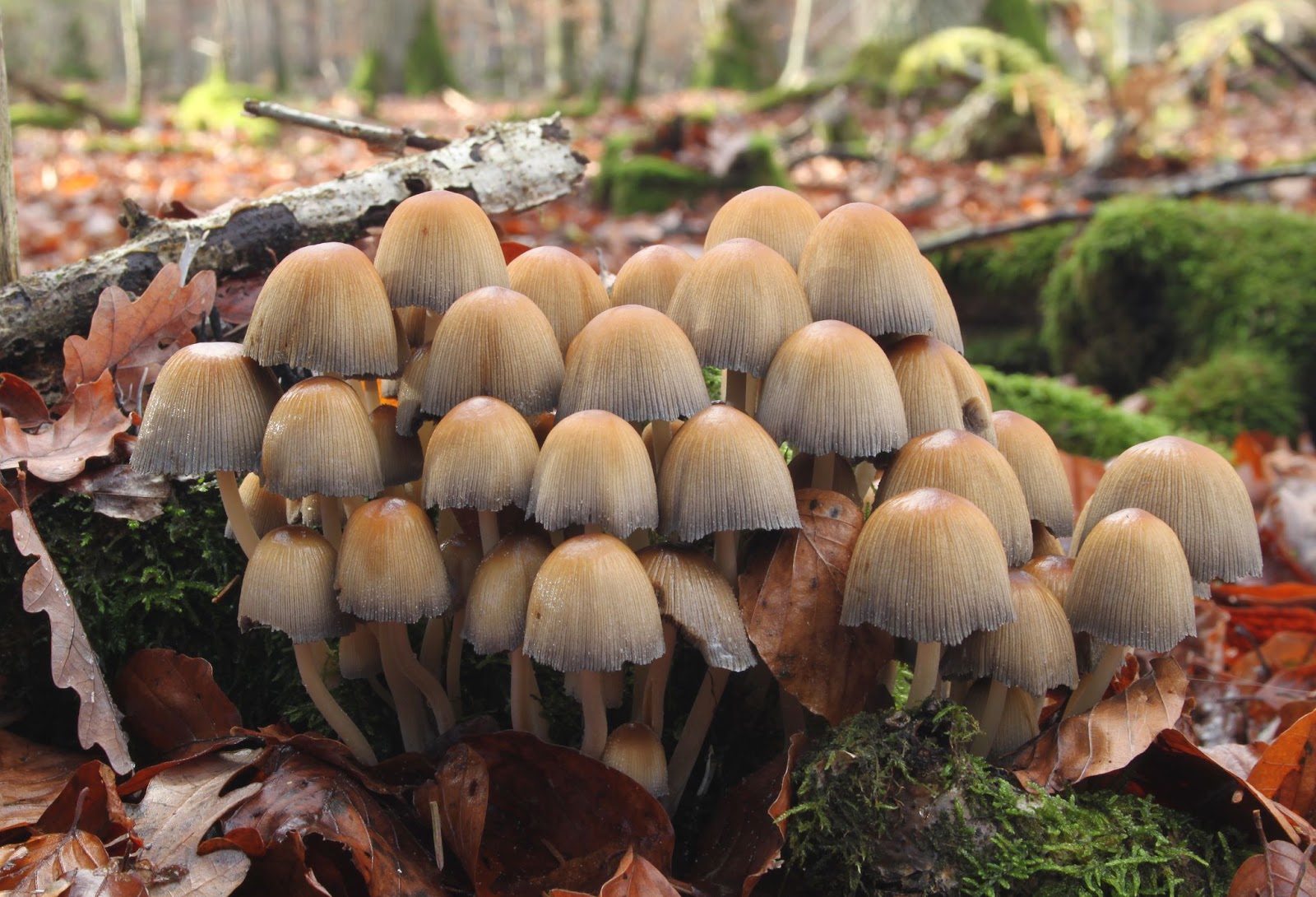 Fuligo septica mushrooms