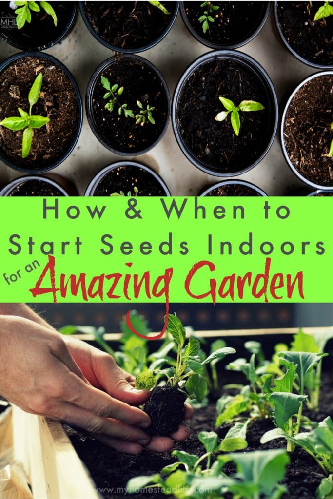 when-to-start-seeds-indoors