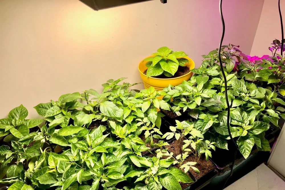 Provide adequate light to your pepper plant.