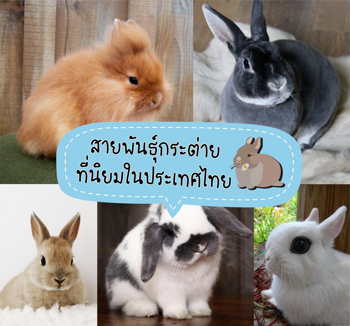 สายพันธุ์กระต่ายที่นิยมในประเทศไทย