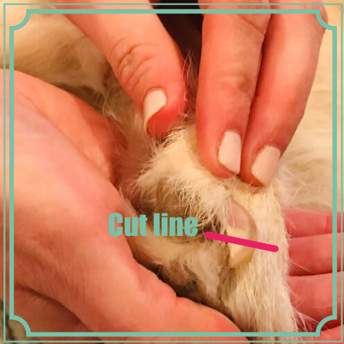 Photo illustrating cut line for dog nail trims from the side