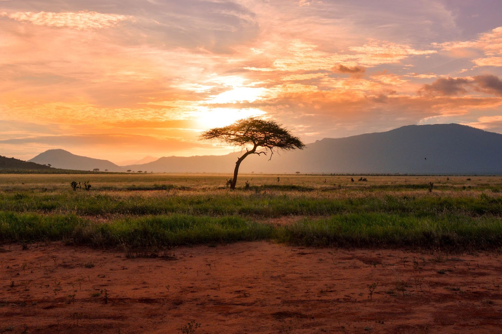 Safari in Africa