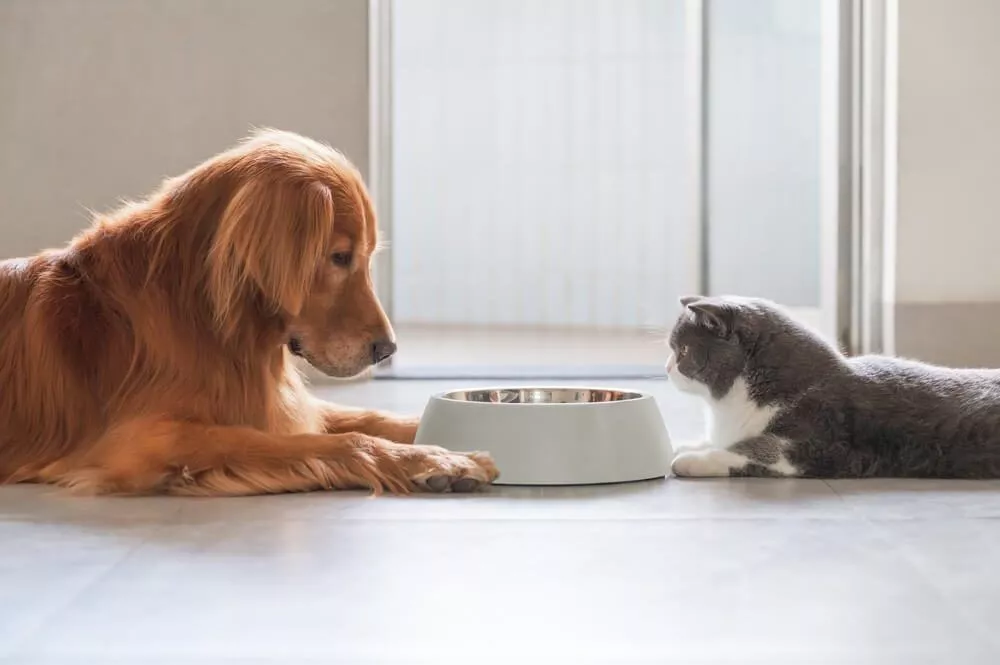 Can Cats Eat Wet Dog Food