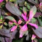 Alternanthera amoena