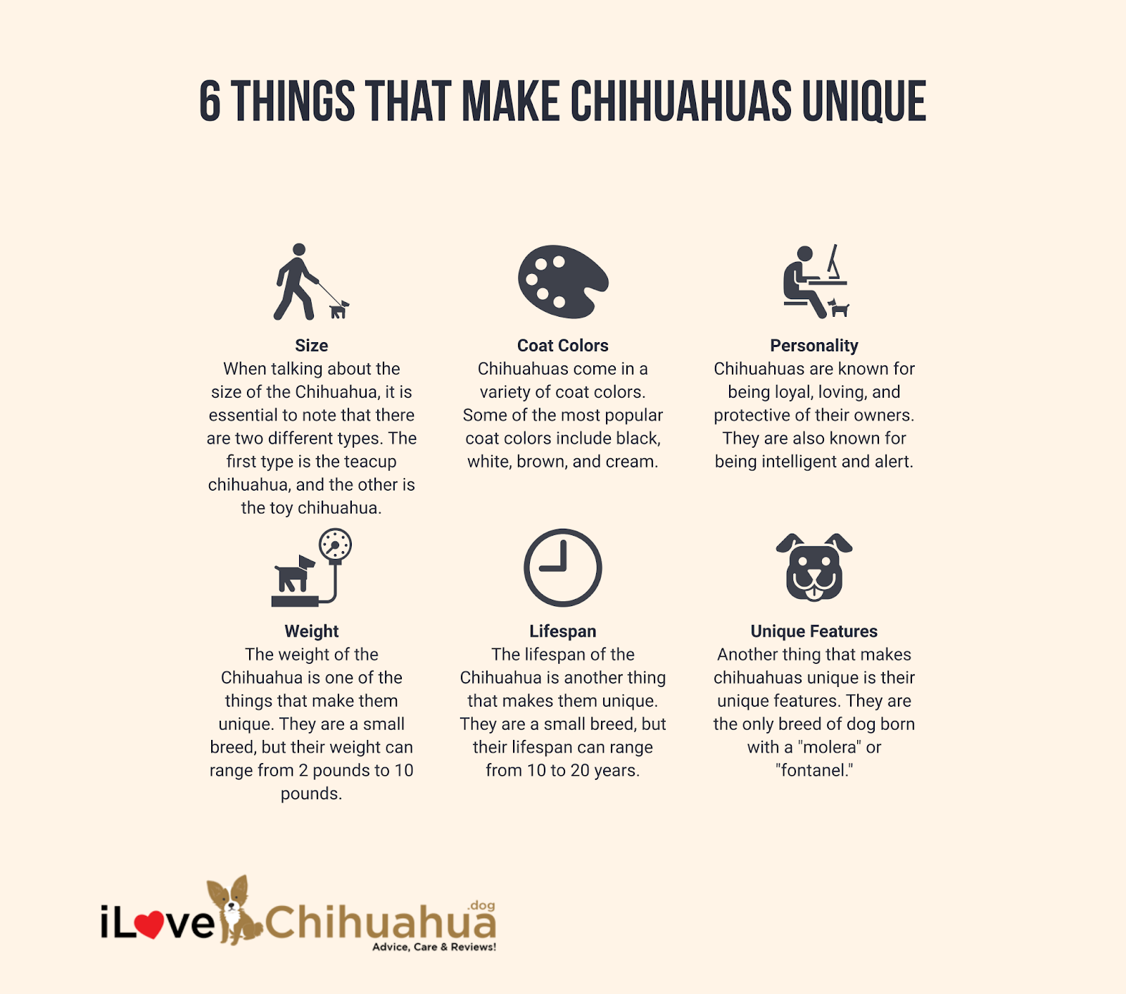 What Makes Chihuahuas Unique?