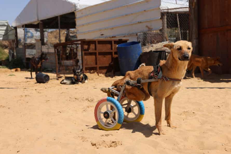 Lucy, un cane che è rimasto paralizzato quando un'auto le ha schiacciato le gambe posteriori, usa le ruote attaccate alla sua schiena per muoversi di nuovo