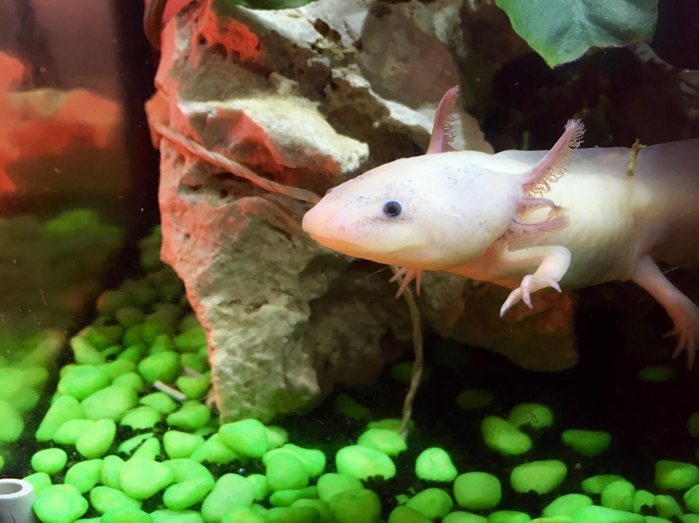 Feeding your axolotl