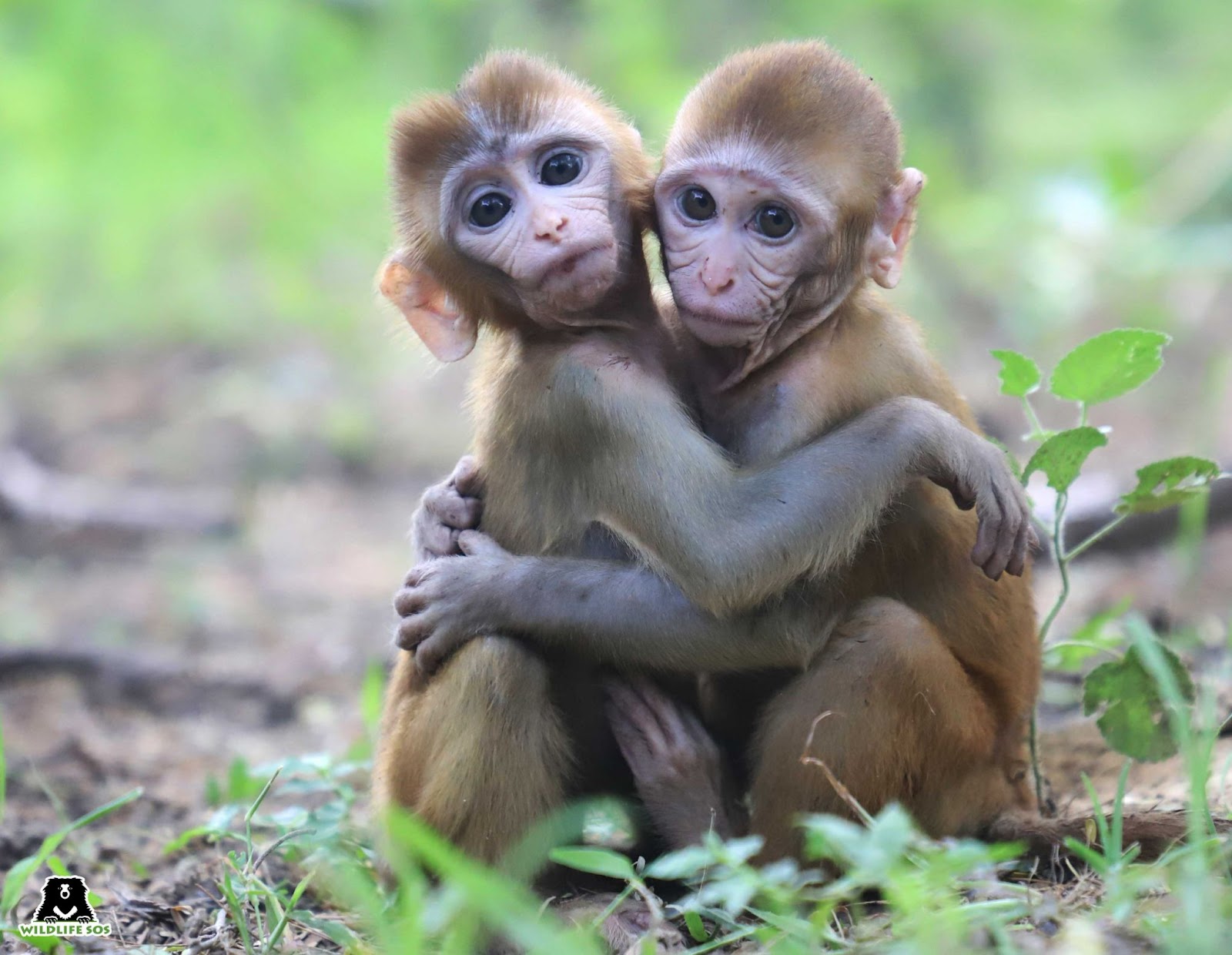 macaques form same-sex relationships