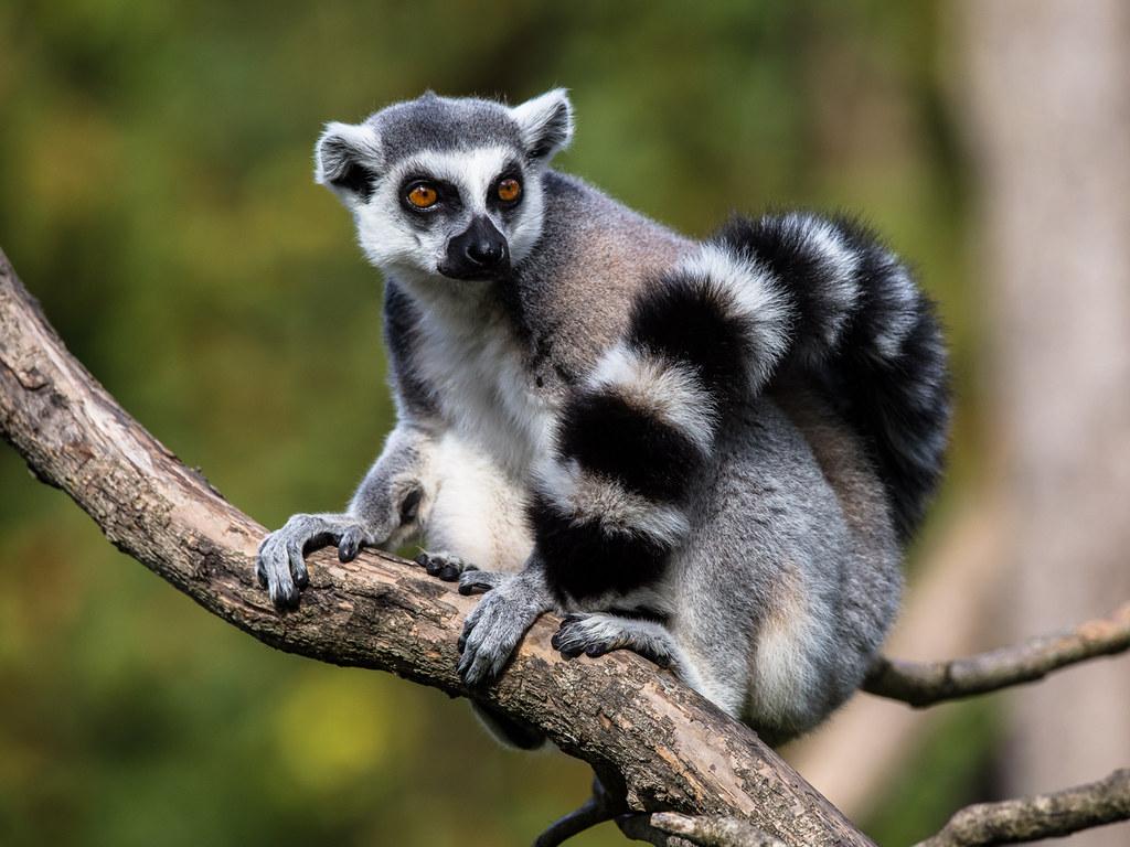 What Does Lemurs Look Like