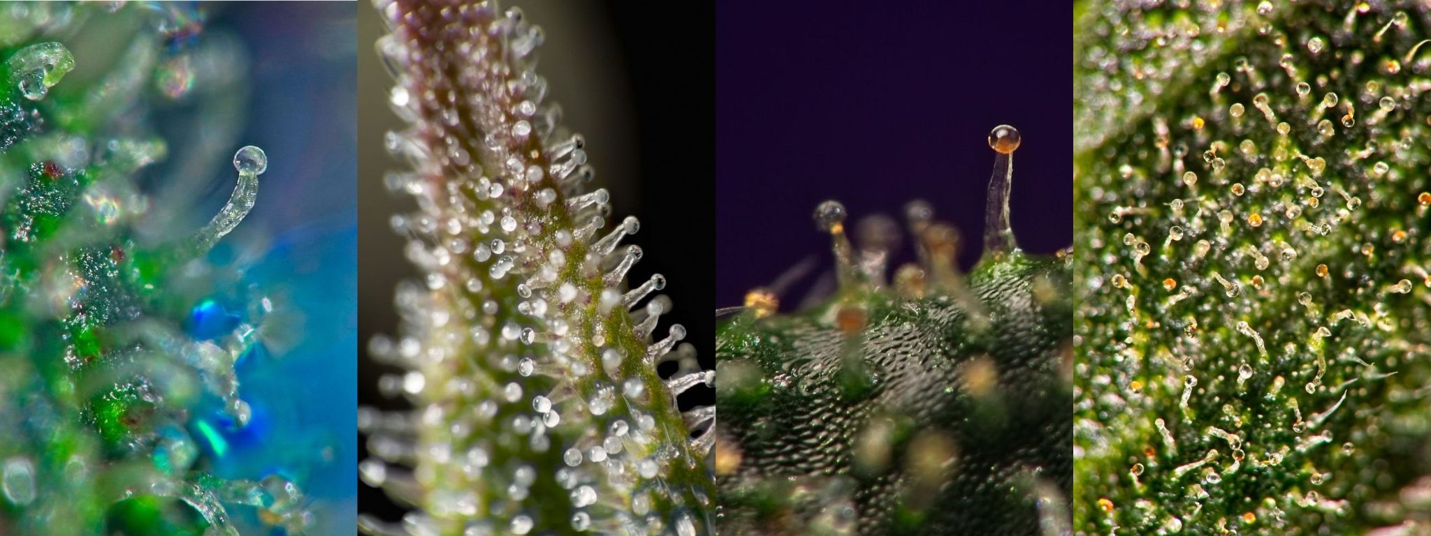 Development Stages Of Weed Trichomes