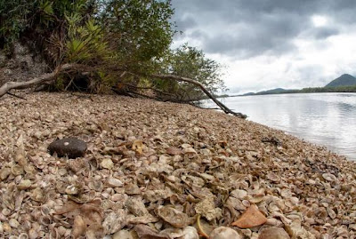 Sambaquis em Cananeia, a ocupação humana no litoral brasileiro