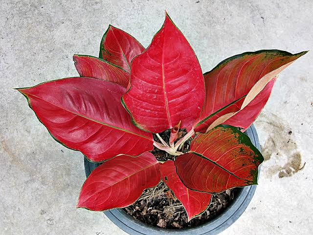 4. ต้นอโกลนีมาแดง(Red Aglaonema)