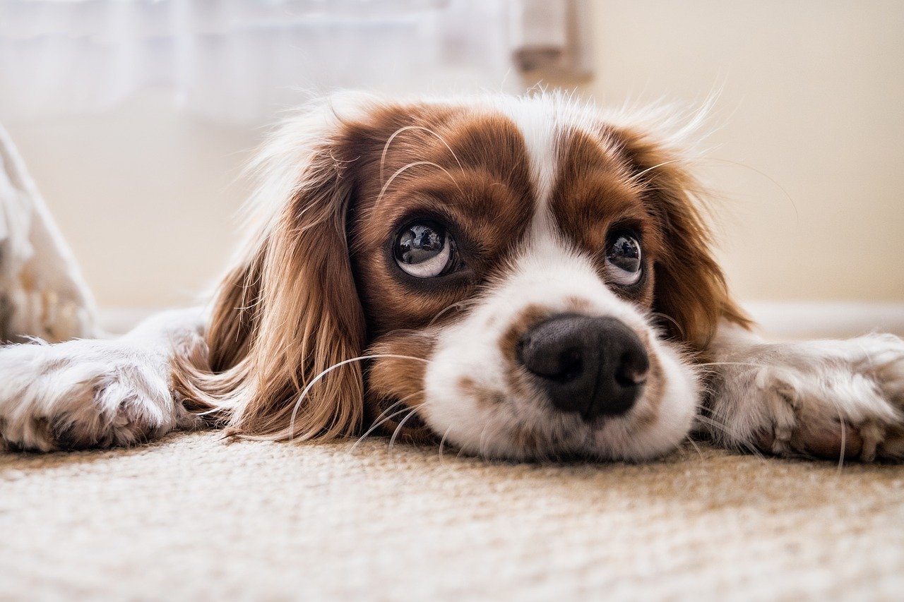 Can I put Sudocrem on my dog’s bum?