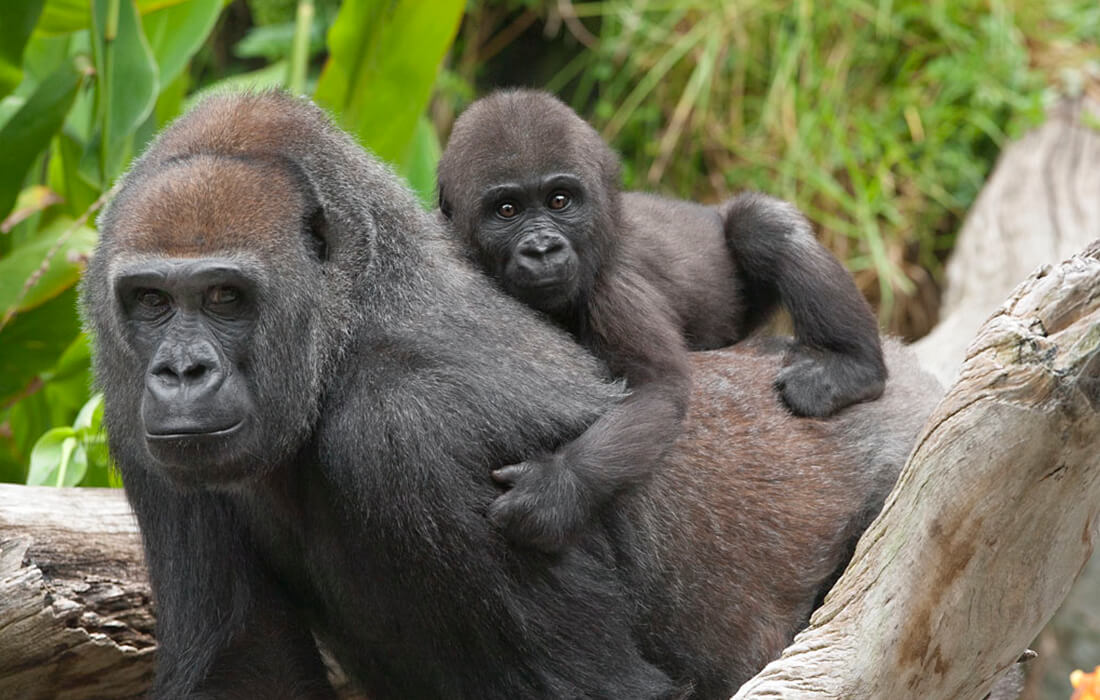 Image result for Gorillas