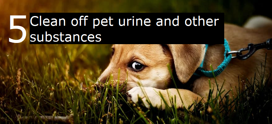 5. Clean off pet urine and other substances