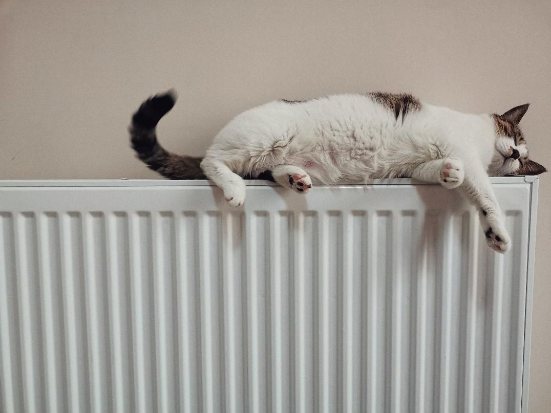 gato subido a un radiador de aceite