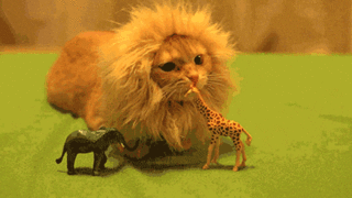 giphy-5.gif