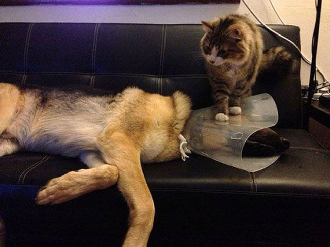 funny-scared-animals-vet-cat-dog-couch