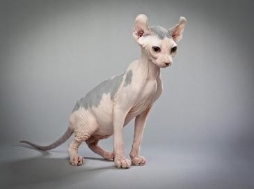 Why are sphynx cats hairless? Other bald cats include the Elf cat