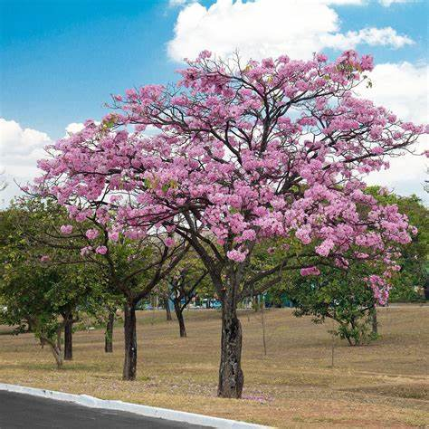 Pohon Tabebuya mirip pohon sakura