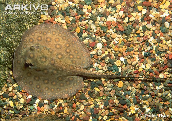 Description: Potamotrygon motoro.jpg