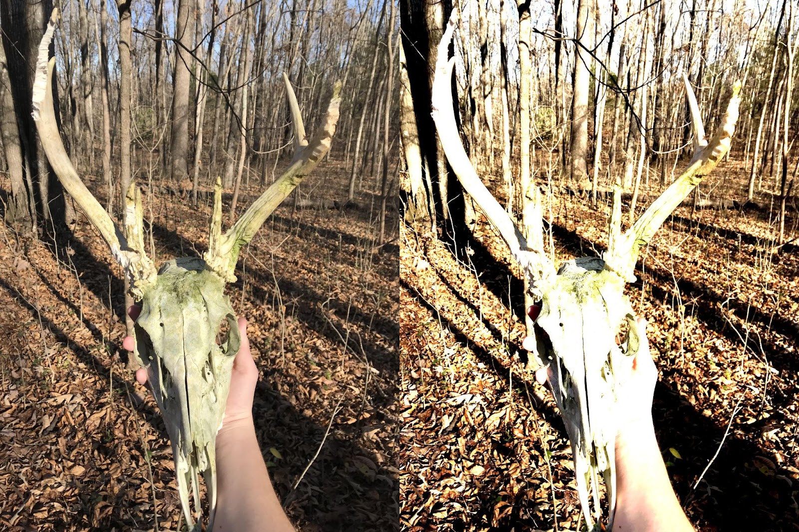 cleaning a deer skull with borax before and after