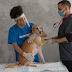 How Often Should I Take My Dog to the Vet?