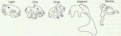 homonculus et animaux : lapin, chat, singe, éléphant