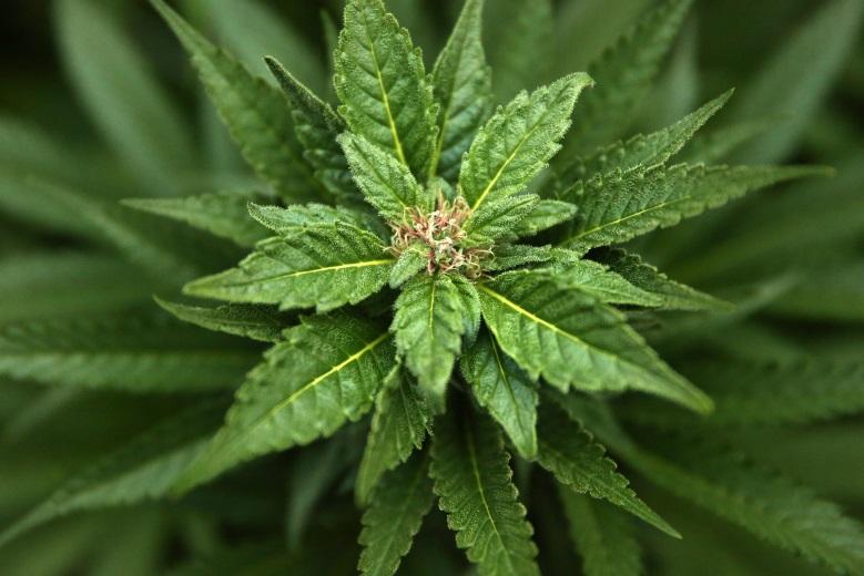 C:UserskimiDesktopmarijuana.jpg C:UserskimiDesktopmarijuana.jpg
