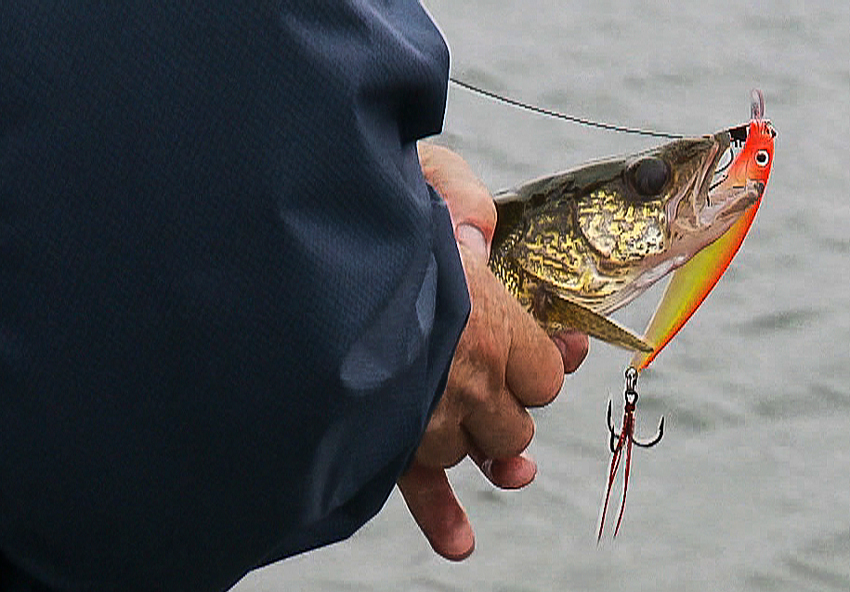 A jerkbait attached to a small walleye