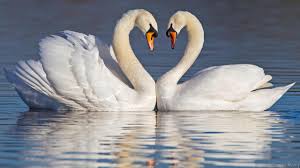 Image result for swan