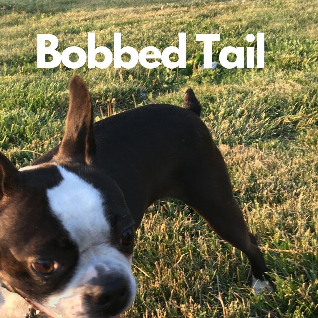 A Boston Terrier with a bobbed tail. A dog with a bobbed tail.