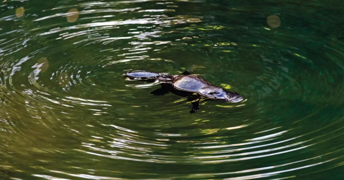 Police Charged Man Seen Holding Platypus Whilst Boarding Train to ...