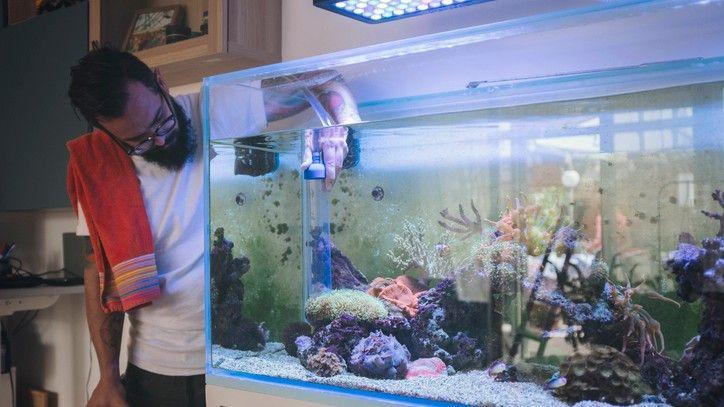 Fish Tank and Aquarium Accessories Purchases to make your Friends Envy
