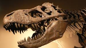 Image result for dinosaurs fossils