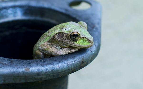 Why is the amphibian population declining?
