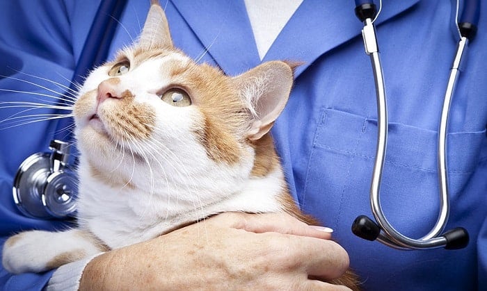 cats-need-to-go-to-the-vet