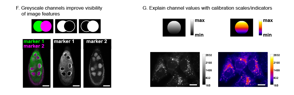 Set of two representative microscopy images showing guidelines for scientific image publishing (F) Greyscale channels improve visibility of image features (G) Explain channel values with calibration scales/indicators